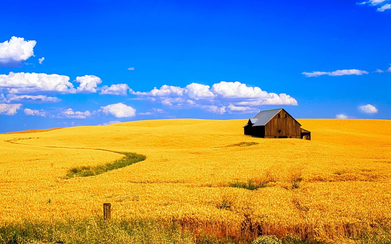 rural scene, wheat, architecture, outdoors, barn, plant, land, tranquil scene, farm, field, nature, building exterior, scenics - nature, landscape, tranquility
