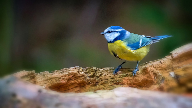 bluetit, birds, animals in the wild, perching, tree, outdoors, selective focus, close-up, blue, 2K, cage, nature, no people, yellow, animal wildlife, wood - material