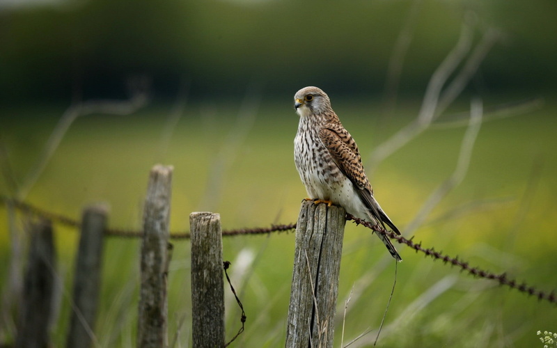 wooden post, perching, bird, day, nature, focus on foreground, animal, barrier, wood - material, boundary, animal wildlife, cage, outdoors, plant, green color
