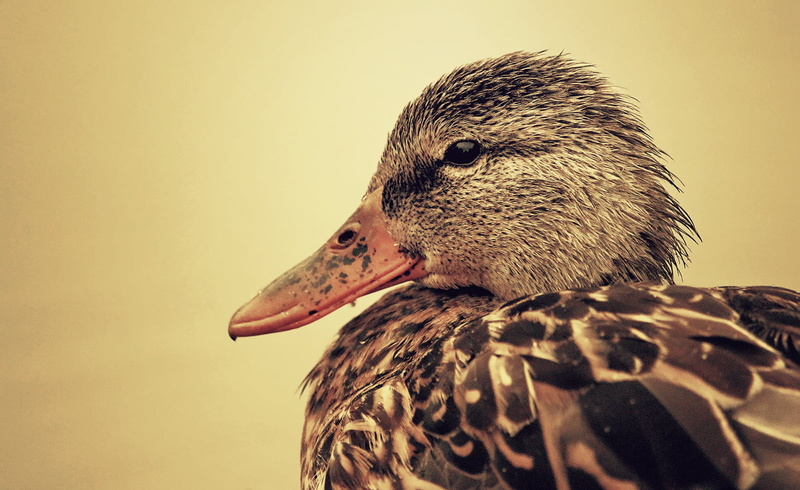 Light, 700d, Sepia, bird, Fauna, Twilight, feather, DSRL, black, Life, dof, Composition, wildlife, Depth of field, Autumn  Fall, Dusk, Water, Duck, brown