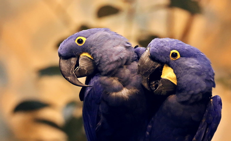 shift, 720P, Depth of field, Animal, Composition, Biodome, Canon, Nature, Rebel, macaw, purple, 700d, Hyacinth-macaw, Noisy, Loudest, photography, Bird