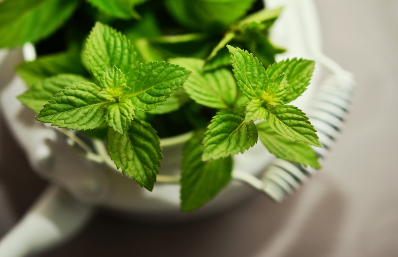 healthy eating, herbal plant, taste, kitchen herb, herb, aroma, food, herbs, plant part, nature, fragrant herb, beauty in nature, close-up, growth, closeup