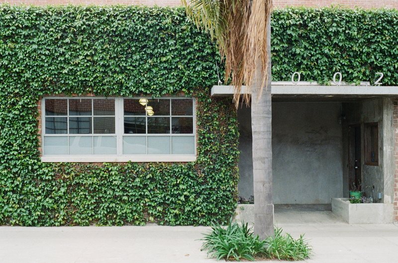 tree, daytime, built structure, windows, 2K, palm tree, no people, outdoors, wood - material, cottage, concrete, grass, wall - building feature, ivy, residential district