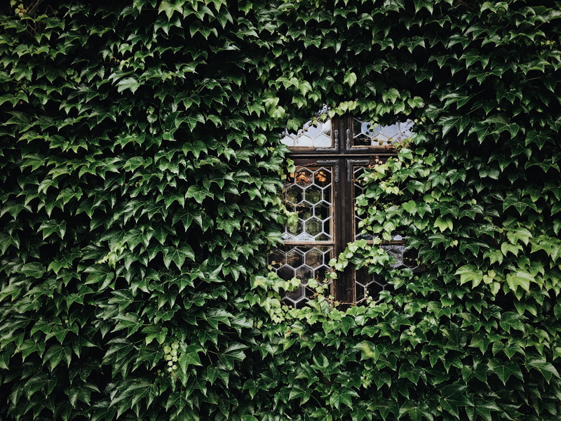 leaf, niche, covering, building, facade, green color, plant part, ivy, creeper plant, growth, glass, traditional design, wedding, nature, low angle view