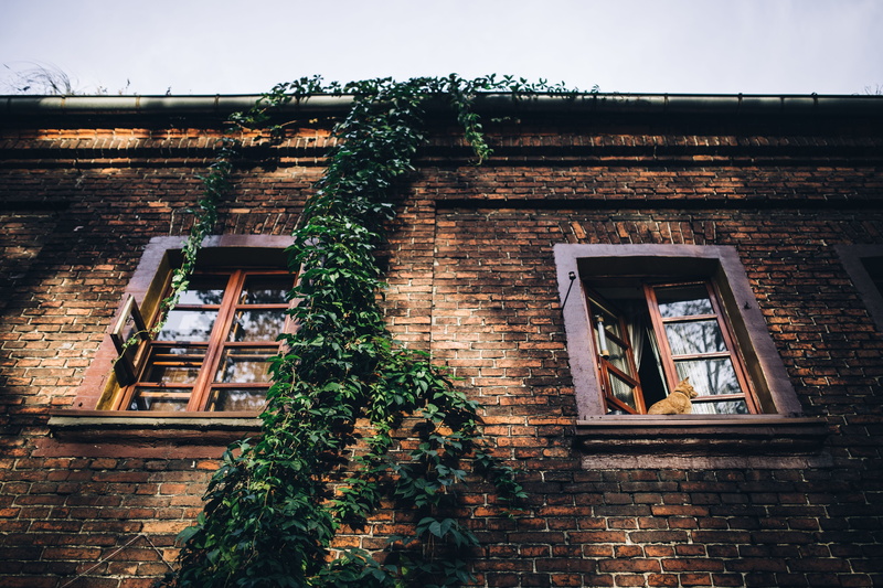 city, nature, building Exterior, wall, urban, house, Old, window, architecture, staircase, outdoors, buildings, town, ancient, plant, residential district