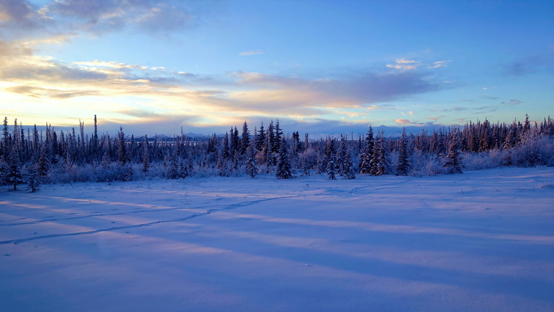 winter, horizon, morning, wilderness, pine trees, national park, usa, zing, united states, 5K, dawn, sunrise, snow, denali national park, arctic, alaska