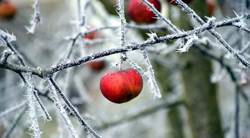 close-up, hoarfrost, healthy eating, ripe, cold, frozen, red, no people, aesthetic, Nature, beauty in nature, iced, winter, branch, fruit, winter time