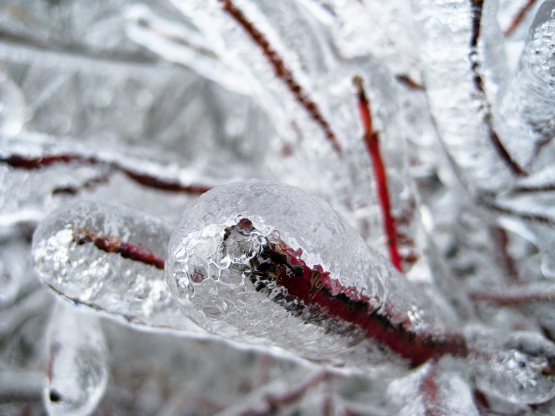 food and drink, no people, zing, sleet, red, day, snow, winter, selective focus, 2K, ice, frozen water, beauty in nature, damage, cold temperature, outdoors