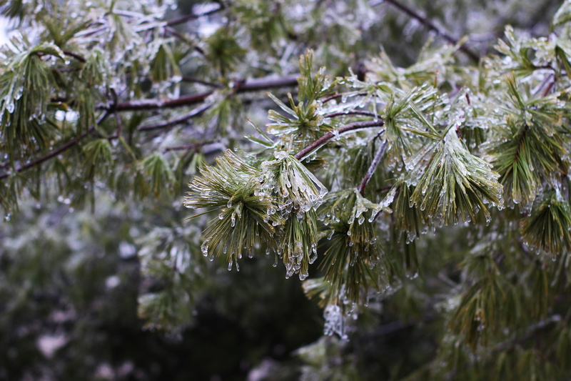 day, frozen, united states, branch, selective focus, beauty in nature, nature, snow, tree, green color, tranquility, growth, cold, st. louis, close-up