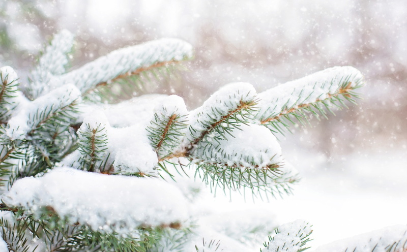 no people, green, beauty in nature, falling, Forest, extreme weather, day, hd, trees, needle - plant part, pine tree, Pine, Branch, focus on foreground