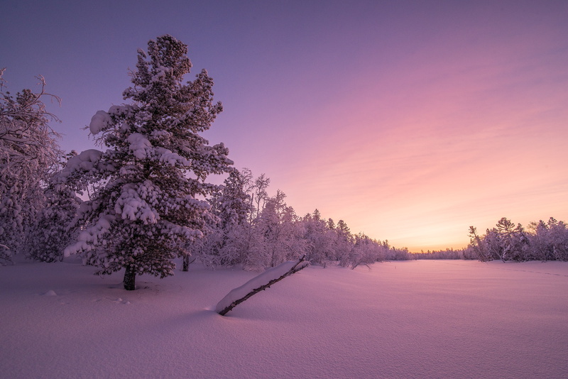Winter forest, freshness, 4K, coniferous tree, tree, winter, 4K, purple, no people, pine tree, Morning, landscape, scenics - nature, plant, beauty in nature