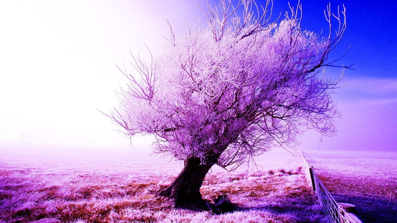 colors, 1080P, fence, tree, nature, frosty, winter, lanscape, 3d and abstract