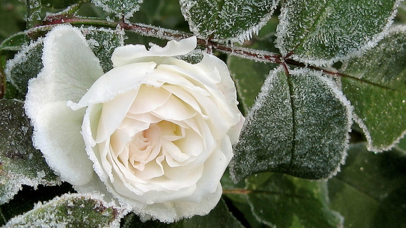 4K, white rose, rose, cold, frosty, frost, frozen