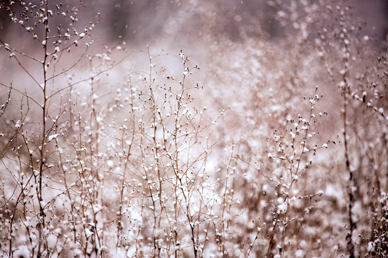 freshness, season, winter, focus on foreground, environment, tranquility, frozen, nature, beauty in nature, snowing, frosty, flowers, s, snow, outdoors