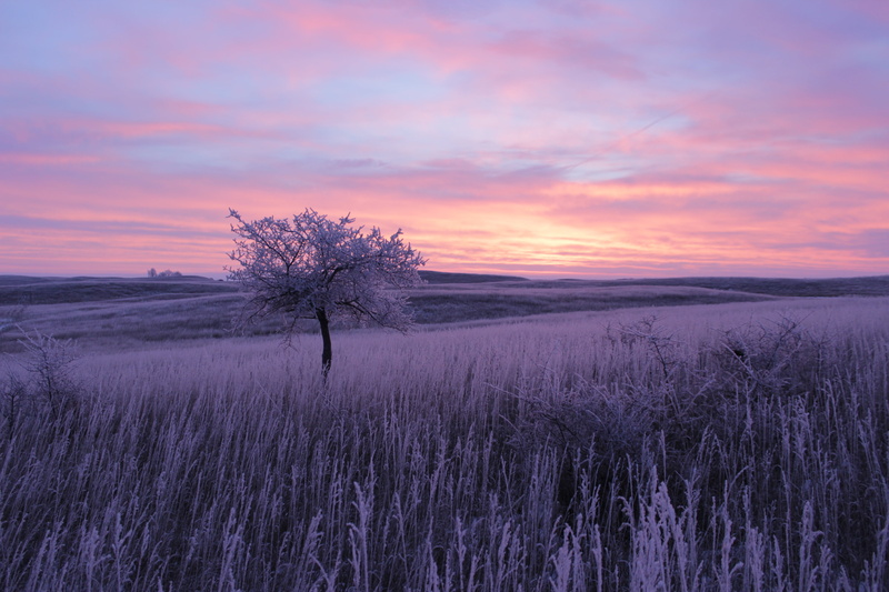 U.S. Fish and Wildlife Service, Frosty, trees, tree, outdoors, WMD, North Dakota, FWS, middle, Nature, grases, sky, Sunrise, sunset, Kulm Wetland Management District