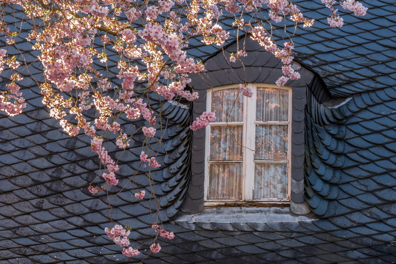 tree, flowering plant, window, old, fragility, branch, growth, no people, spring, building, bloom, blossom, freshness, building exterior, slate, day, vulnerability