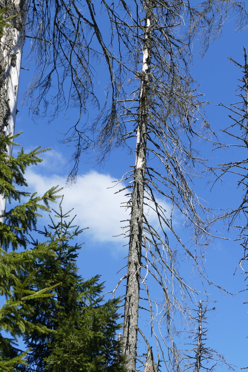 sky, tranquility, beauty in nature, tall - high, 5K, no people, tree, forest, branch, broken, sensitive, environmental protection, low angle view, oberharz
