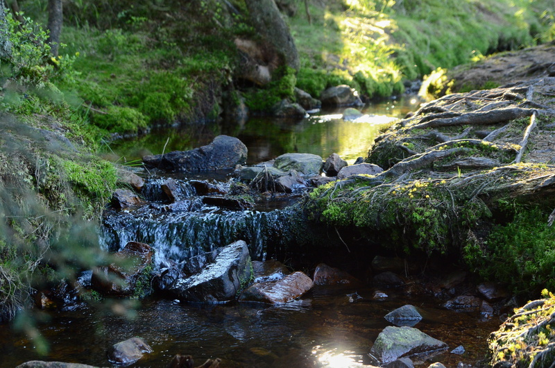 day, forest, scenics - nature, nature, motion, torfhaus/oberharz, stream - flowing water, non-urban scene, water, beauty in nature, no people, river, solid