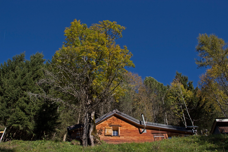 beauty in nature, building, architecture, wall tiling, nature, hut, tree, sky, coniferous tree, no people, residential district, landscape, shingle, built structure