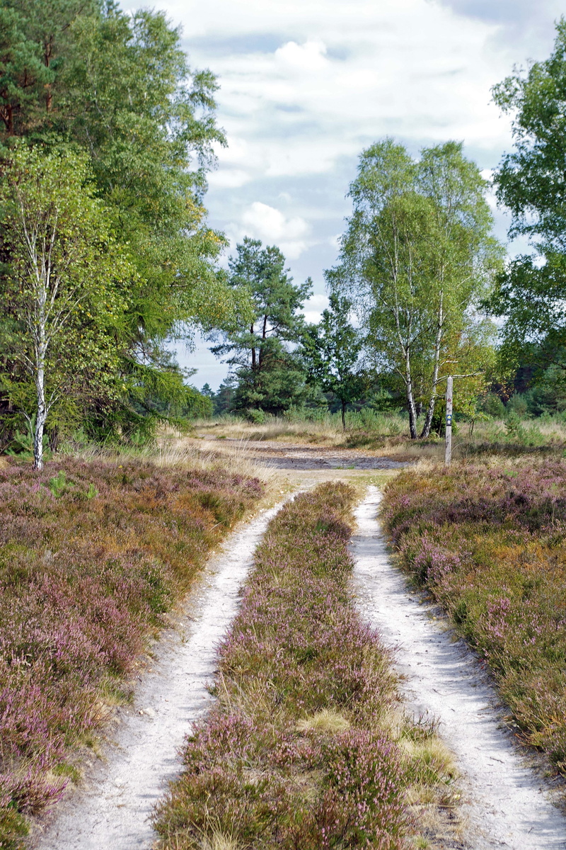 transportation, nature, direction, day, landscape, outdoors, beauty in nature, environment, road, footpath, national park, heathland, scenics - nature