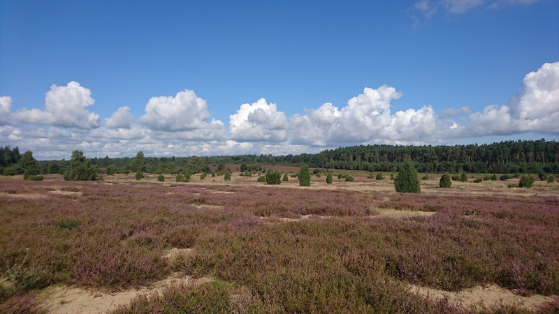 rural scene, flowers, erica, tree, germany, summer, beauty in nature, lüneburg heath, outdoors, day, tranquil scene, cloud - sky, field, horizon over land