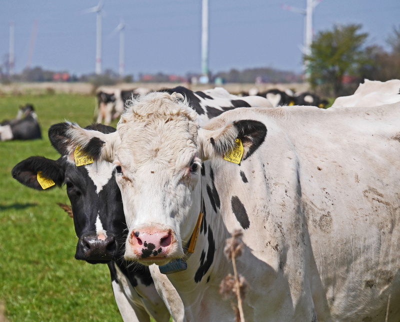 outdoors, ear tags, animal themes, day, pets, lower saxony, domestic animals, domestic cattle, animal body part, ruminant, schwarzbunt, happy cows, livestock