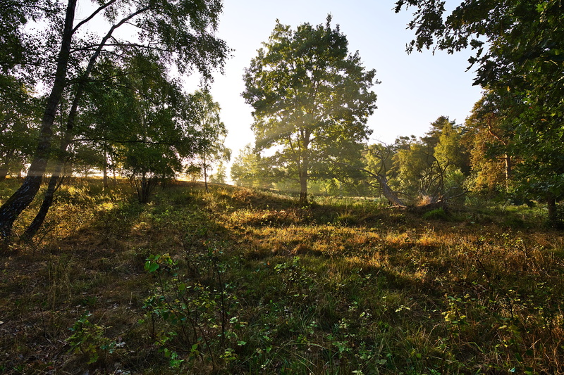 nature, trees, heather, hiking, heide, forest, wine red, wood, tranquil scene, day, nature reserve, beauty in nature, sunlight, no people, sky, land, landscape