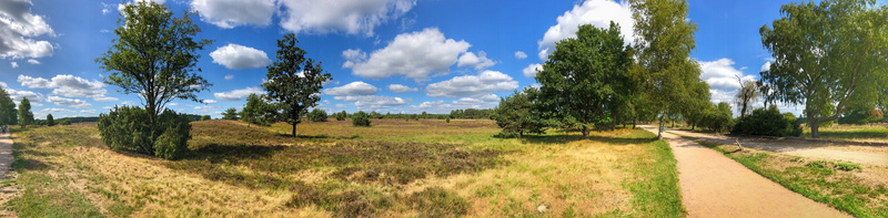 landscape, nature, heather, lower saxony, hiking, scenics - nature, heide, rural scene, plant, land, green color, trail, grass, environment, nature reserve