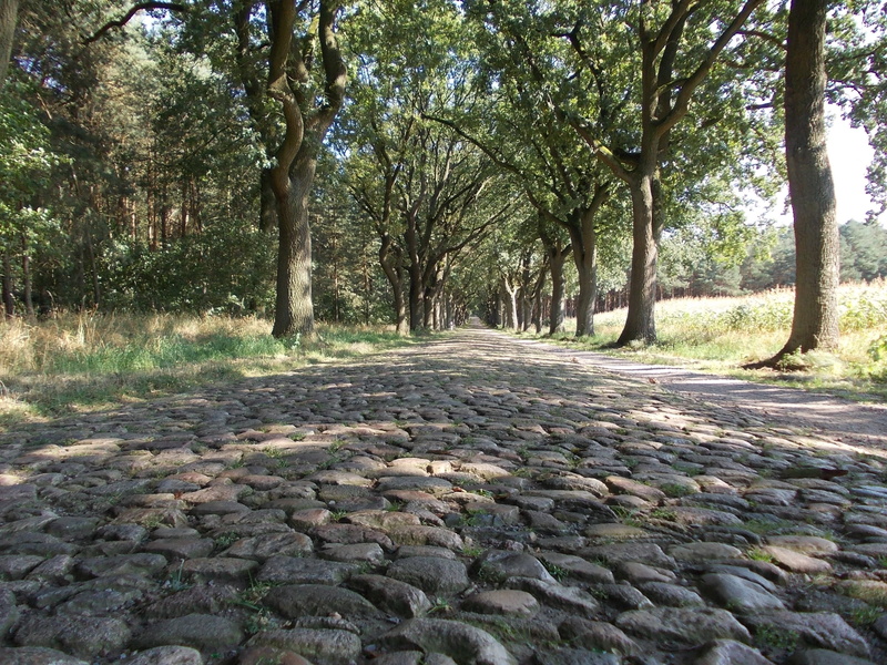 paving stones, plant, park, day, road, surface level, transportation, 2K, tranquil scene, tranquility, no people, nature, cobblestones, outdoors, diminishing perspective