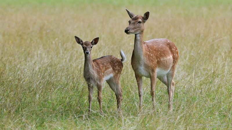 Animals, fallow, germany, 2K, deer, saxony, lower