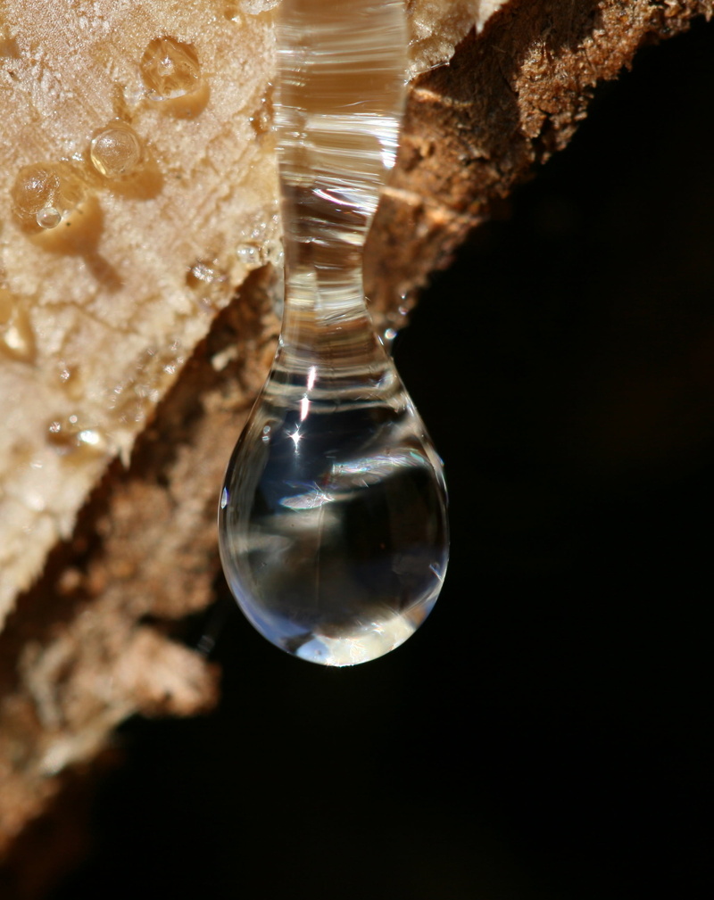 water, tree pruning, bitumen, single object, rock, close, drop of resin, indoors, resin, 2K, no people, day, studio shot, reflection, forest, harz exit