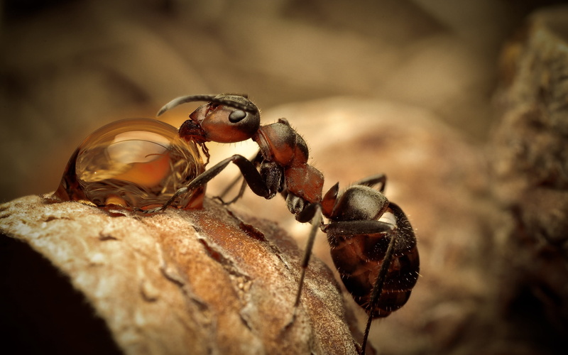 crustacean, no People, brown, close-up, invertebrate, focus on foreground, backgrounds, animals in the wild, wildlife, plant part, black Color, close, resin