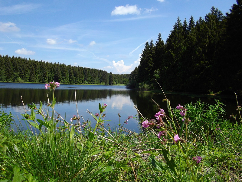 water, outdoors, plant, real people, 4K, nature, cloud - sky, upper harz water shelf, tree, resin, lake, green color, growth, mining, grass, reflection