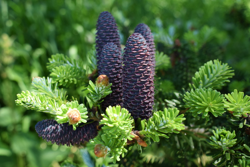 resin, hands, close-up, conifer, macro, leaf, growth, branch, green color, trunk, plant, wood, ruda, outdoors, autumn, pine cone, 5K, kos, green, purple