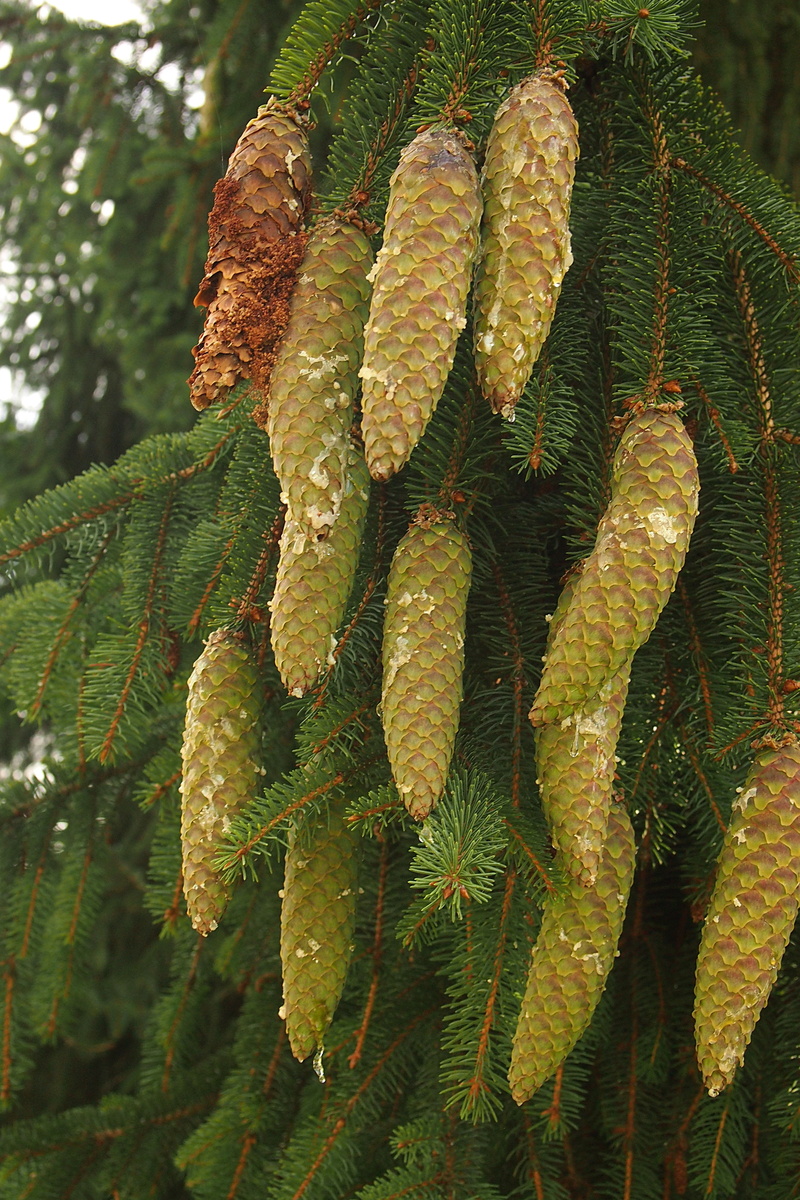 pine cones, green color, hanging, nature, pine cone, botany, outdoors, day, plant part, focus on foreground, vulnerability, beauty in nature, plant, coniferous tree