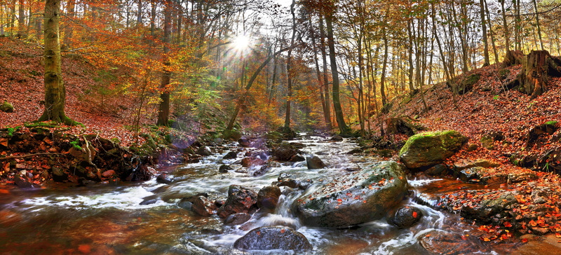 flowing water, 4K, ilsetal, land, flowing, outdoors, autumn, forest, idyllic, water, tree, beauty in nature, change, germany, plant, resin, long exposure
