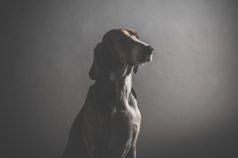 animal body part, coated, short, studio Shot, front, gray, vignette, vertebrate, domestic animals, looking, contemplation, sitting, adult, men, black background