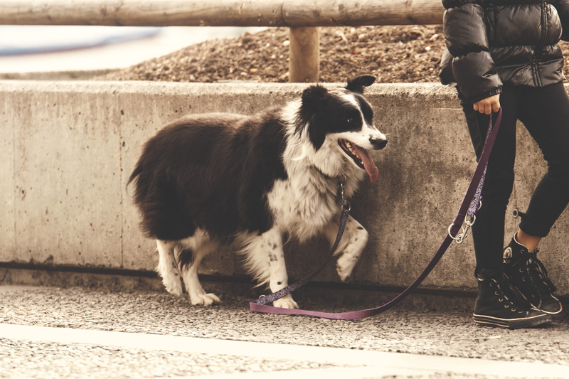 pet owner, holding, pet leash, canine, pet, cute, soil, rubber shoes, vertebrate, concrete, mammal, man, body part, real people, road, portrait, human foot