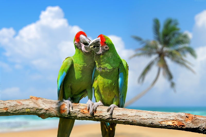 parrot, green, exotic birds, 4K, plumage, branch