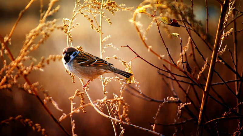 beauty in nature, perching, nature, 1080P, birds, focus on foreground, vertebrate, bird, branch, animals, outdoors, animal themes, close-up, one animal