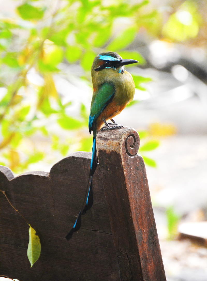 guardabarranco, plant, vertebrate, fauna, animal, turquoise colored, animal themes, honduras, plumage, ave, nature, branch, torogoz, outdoors, day, close-up