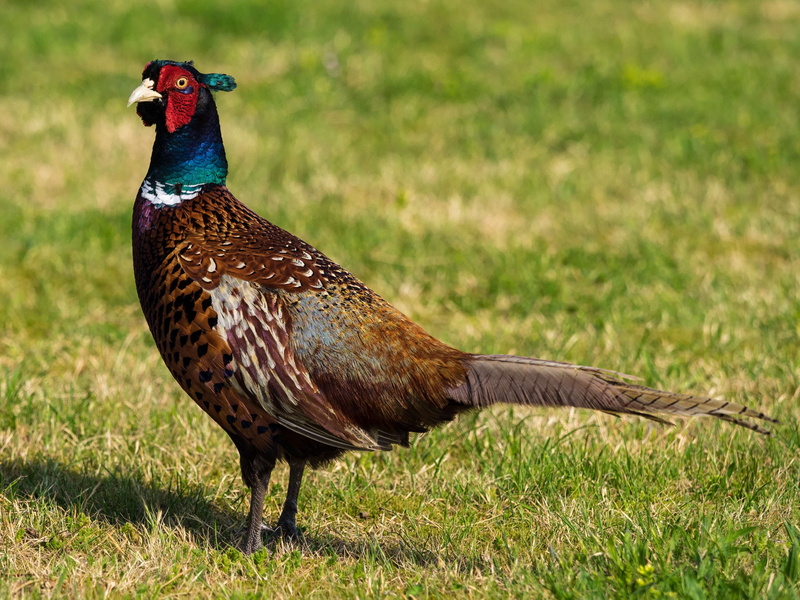green color, animal wildlife, animal, bird, plumage, one animal, species, male animal, 4K, tail feathers, land, focus on foreground, grass, colorful, pheasant