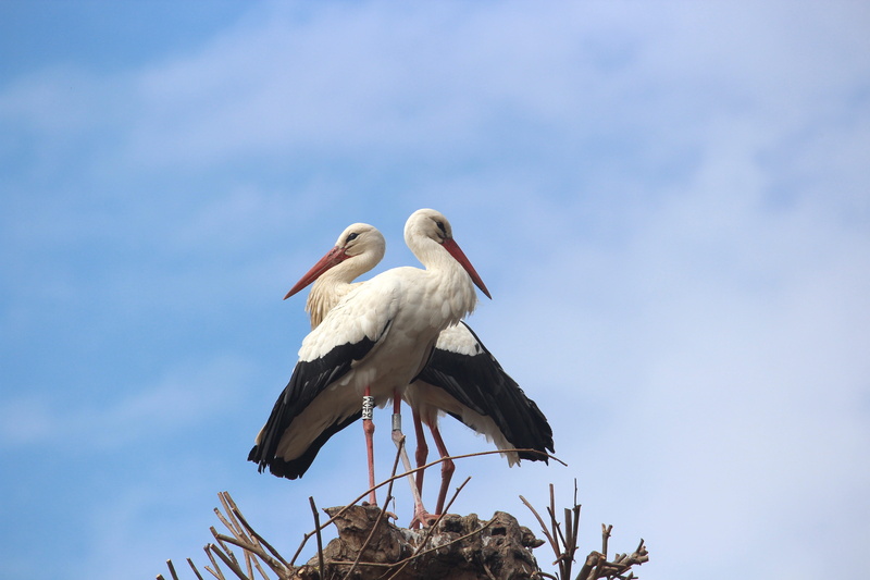 animals in the wild, white, 5K, Animals, Bird, perching, animal family, blue, two animals, animal themes, wader, Stork, cloud - sky, surface, nature, birds