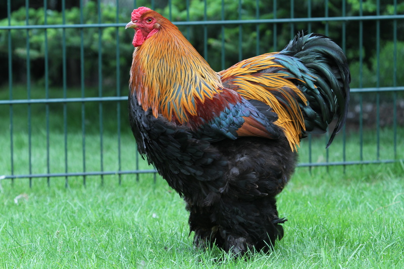 cockscomb, animal world, profile view, bird, plant, domestic animals, no people, mammal, gockel, grass, male animal, chicken - bird, vertebrate, bill, hahn