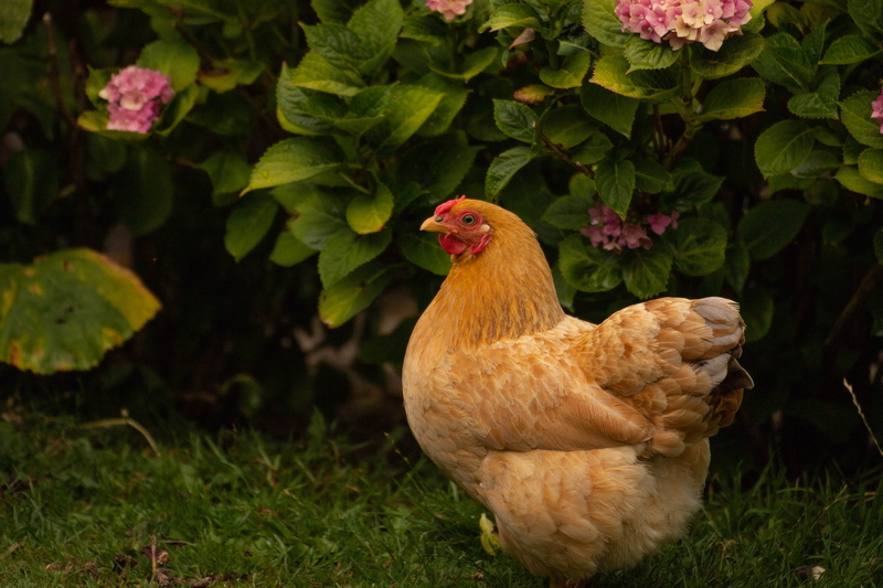 vertebrate, mammal, close-up, wings, poultry, feather, bird, day, garden, chicken, plant, animal, plumage, livestock, farm, field, chicken - bird, land