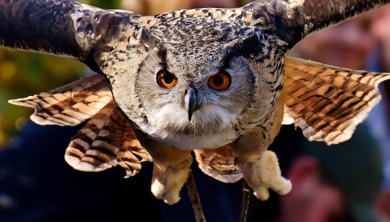 feather, birds, animal, owl, raptor, 2K, plumage, bird