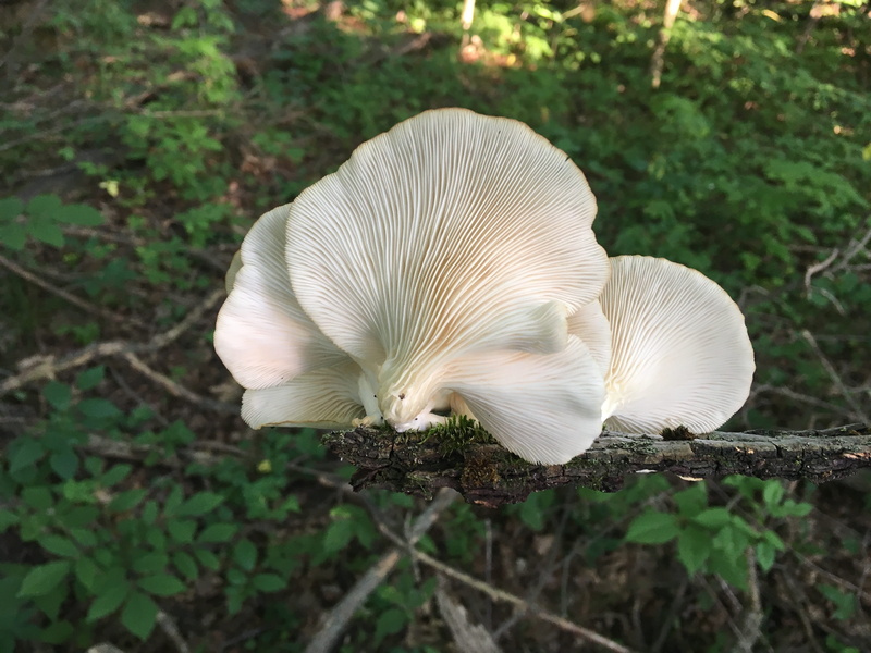 day, animals in the wild, fungus, 4K, white, vegetable, growth, land, no people, food, one animal, high angle view, field, oyster mushrooms, animal themes