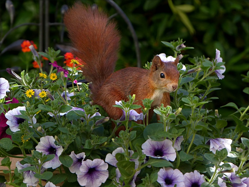 brown, nature, purple, day, close-up, fragility, rodent, foraging, no people, animals in the wild, animal, one animal, leaf, vertebrate, petaled, flowering