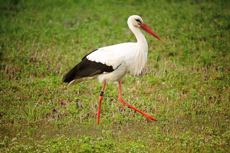 animal, animal wildlife, meadow, eastern, 4K, animals in the wild, plant, freshwater bird, animal themes, day, nature, one animal, bird, no people, green color