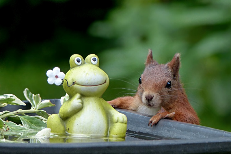 animal wildlife, vegetable, ceramic, white, healthy eating, cute, rodent, plant, green, plant part, nature, animal, frog, small, sciurus vulgaris major